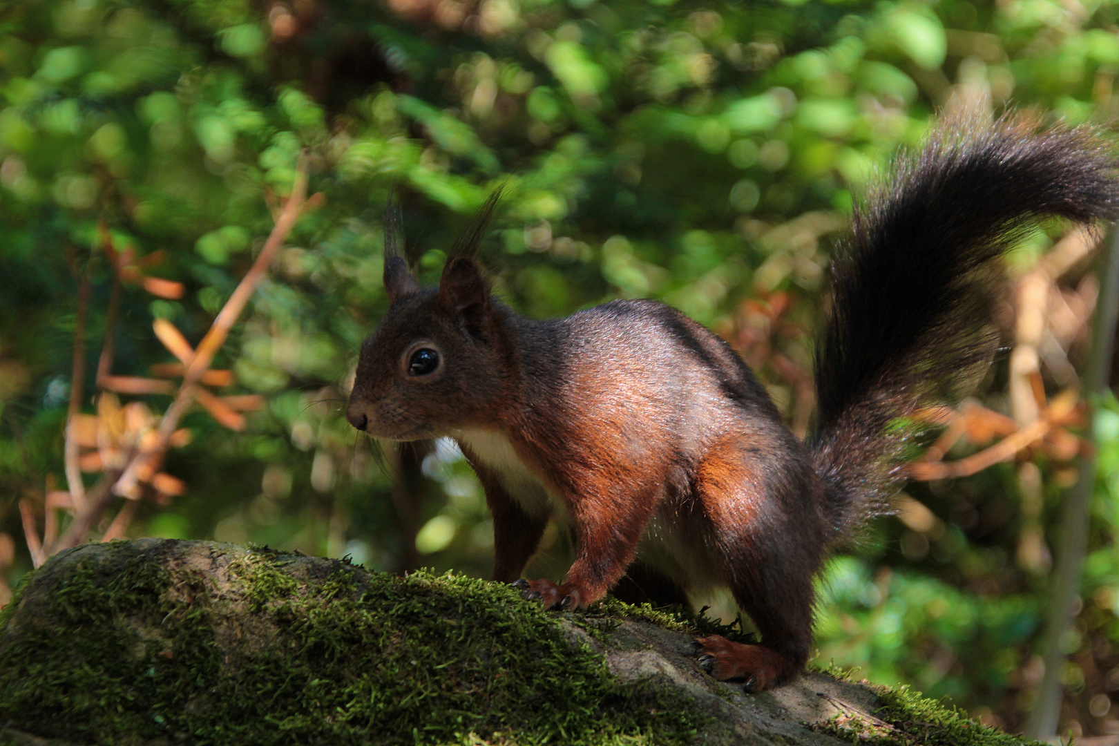 braunes Eichhörnchen