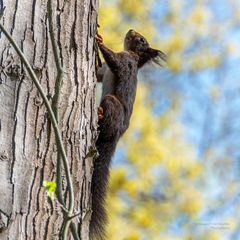 Braunes Eichhörnchen 