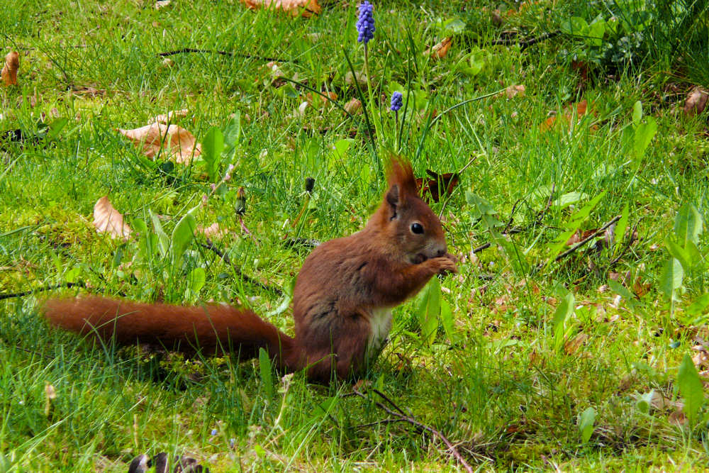 braunes Eichhörnchen