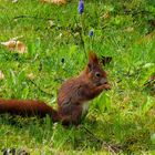 braunes Eichhörnchen