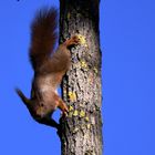 braunes Eichhörnchen beim Herunterklettern