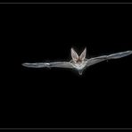 Braunes Langohr (Plecotus auritus)