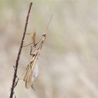 Braunes Männchen der Mantis religiosa