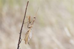 Braunes Männchen der Mantis religiosa