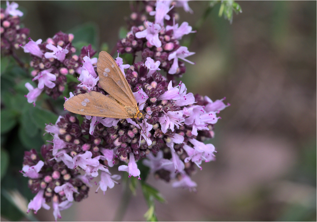 Braunfleck-Widderchen (Dysauxes ancilla)