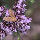 Braunfleck-Widderchen (Dysauxes ancilla)