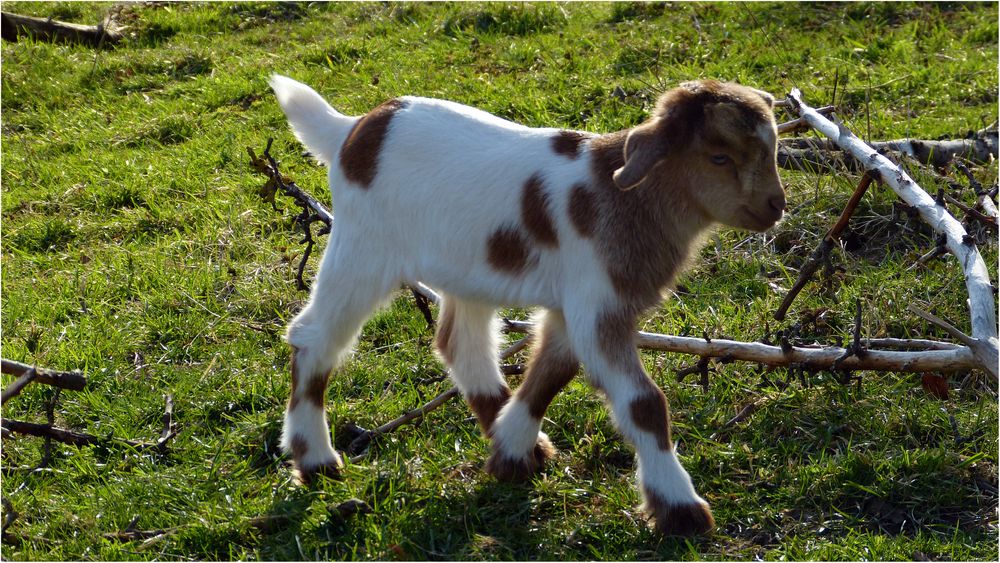 BraunFleckchen