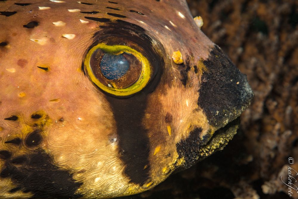 Braunflecken-Igelfisch ?