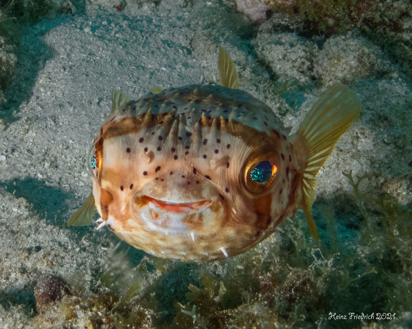 Braunflecken Igelfisch frontal