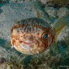 Braunflecken Igelfisch frontal