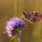 Braunfleckige Perlmutterfalter (Boloria selene)