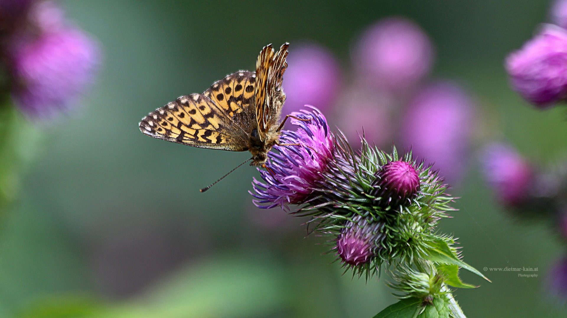 Braunfleckige Perlmutterfalter (Boloria selene)