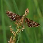 Braunfleckige Perlmuttfalter (Boloria selene)