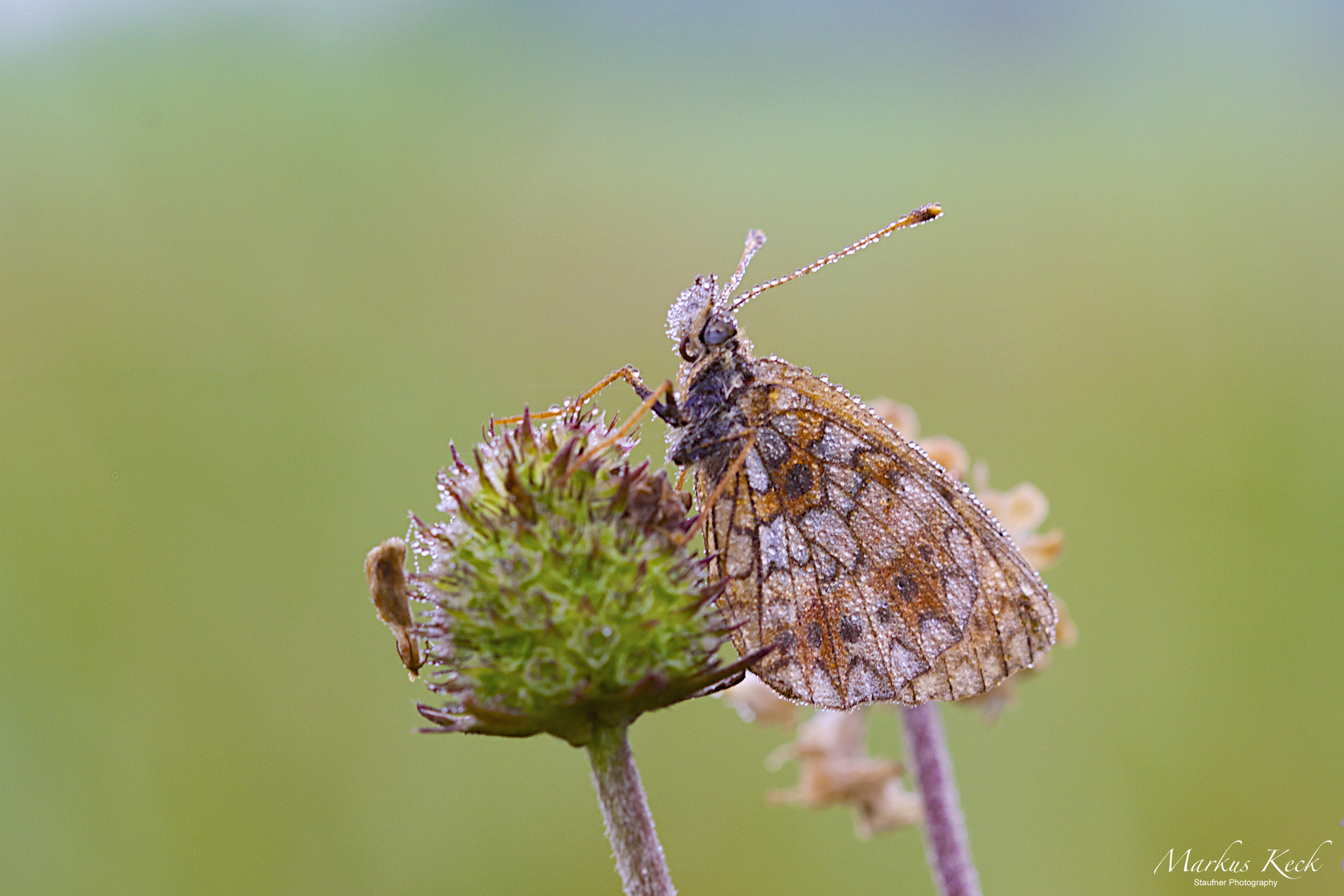 Braunfleckigen Perlmutterfalter (Boloria selene)