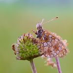 Braunfleckigen Perlmutterfalter (Boloria selene)