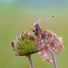 Braunfleckigen Perlmutterfalter (Boloria selene)