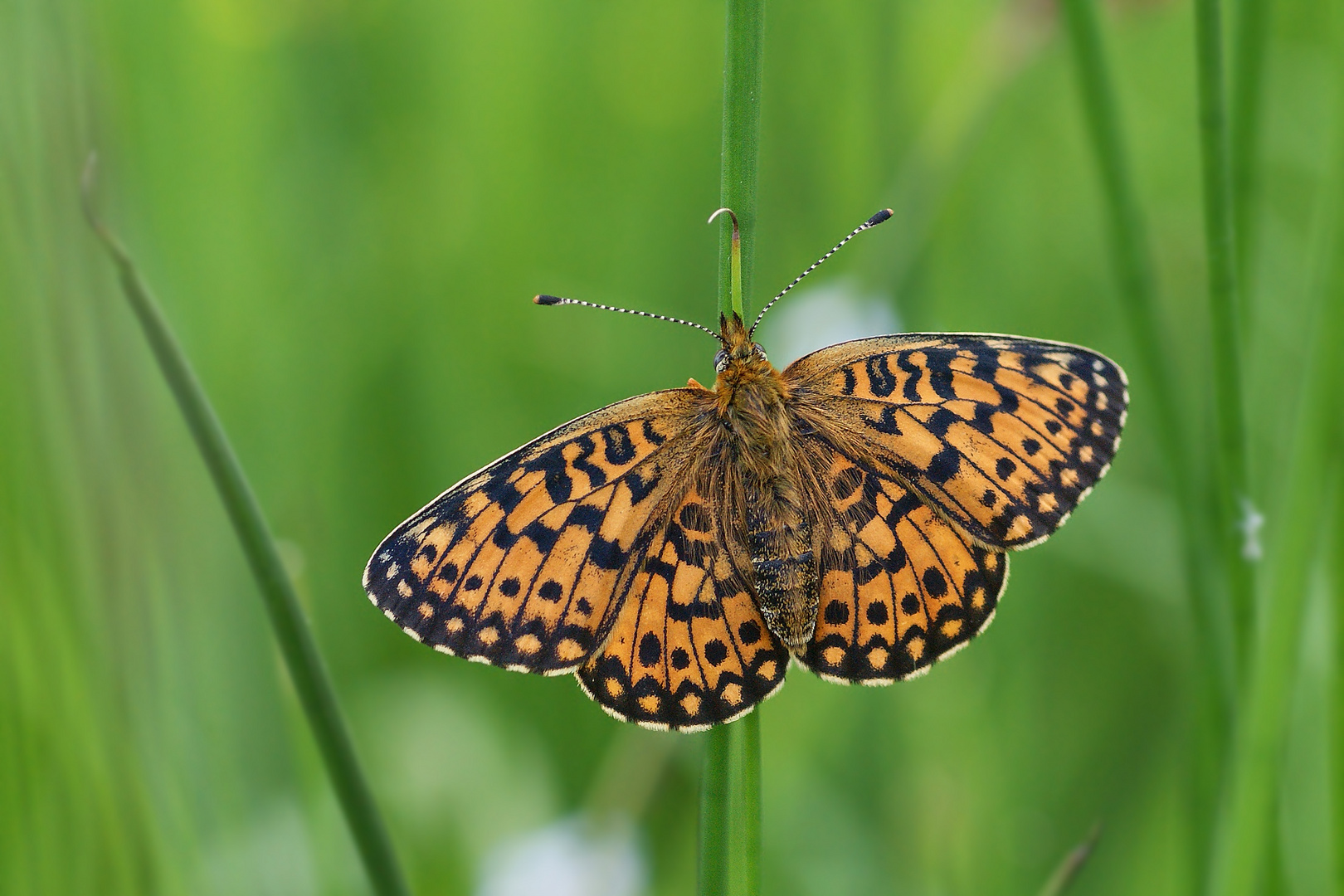 Braunfleckiger oder Sumpfwiesenperlmutterfalter (Boloria selene), Weibchen