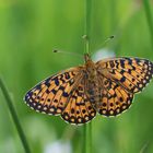 Braunfleckiger oder Sumpfwiesenperlmutterfalter (Boloria selene), Weibchen