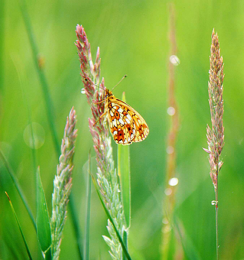 Braunfleckiger-Perlmutter Falter in der Wahner-Heide