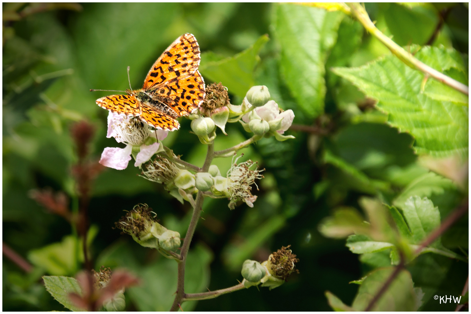 Braunfleckiger Perlmutterfalter (Boloria selene)