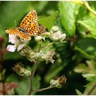 Braunfleckiger Perlmutterfalter (Boloria selene)