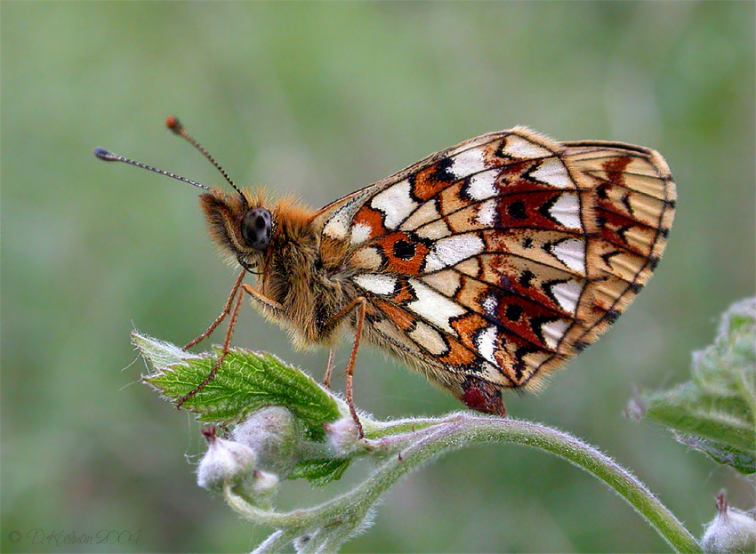 Braunfleckiger Perlmutterfalter (Boloria selene) - [2]