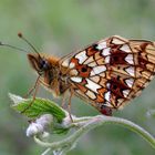 Braunfleckiger Perlmutterfalter (Boloria selene) - [2]