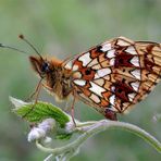 Braunfleckiger Perlmutterfalter (Boloria selene) - [2]