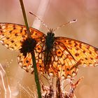 Braunfleckiger Perlmutterfalter -Boloria selene-