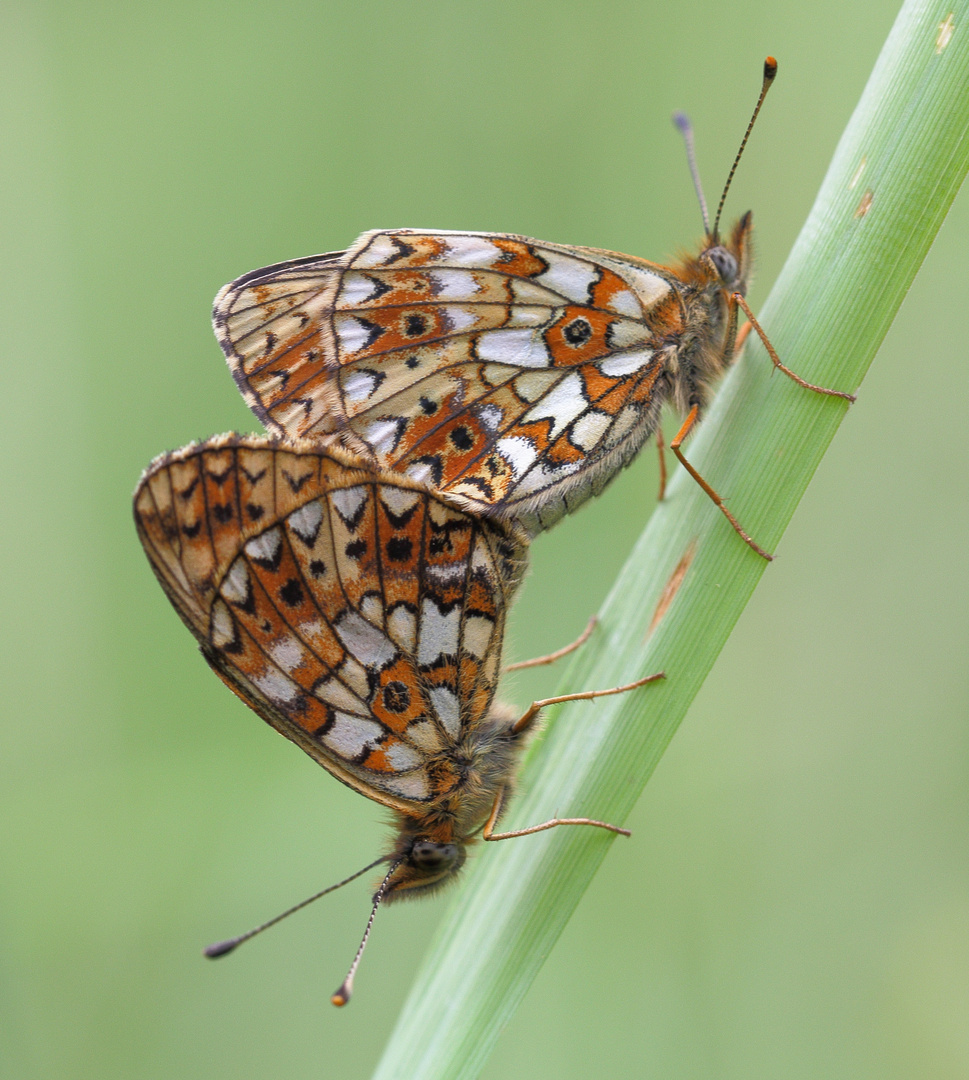 Braunfleckiger-Perlmutterfalter (Boloria selene)