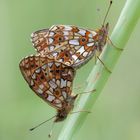 Braunfleckiger-Perlmutterfalter (Boloria selene)