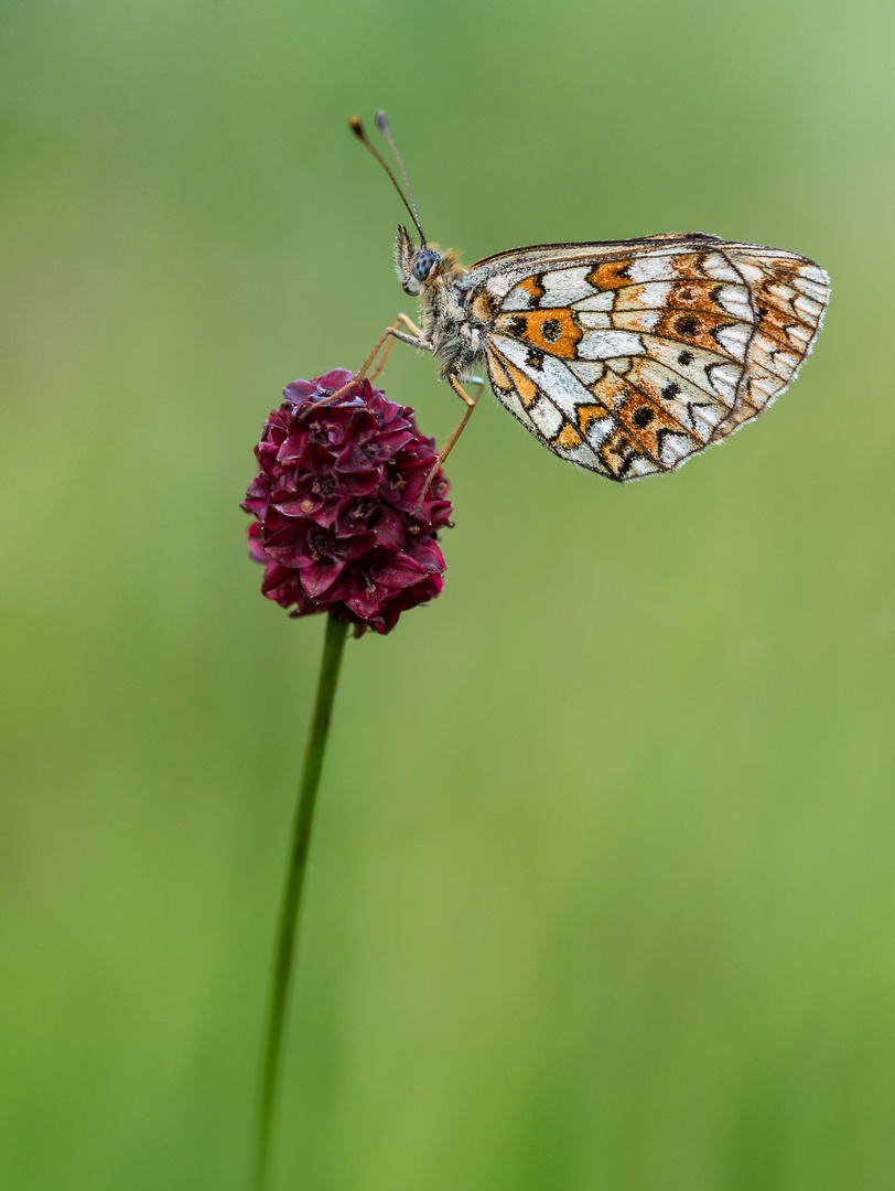 Braunfleckiger Perlmutterfalter (Boloria selene)