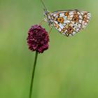 Braunfleckiger Perlmutterfalter (Boloria selene)