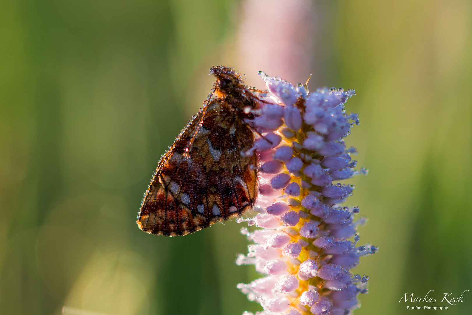 Braunfleckiger Perlmutterfalter - Boloria selene