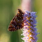 Braunfleckiger Perlmutterfalter - Boloria selene