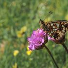 Braunfleckiger Perlmuttfalter auf Galmei-Grasnelke