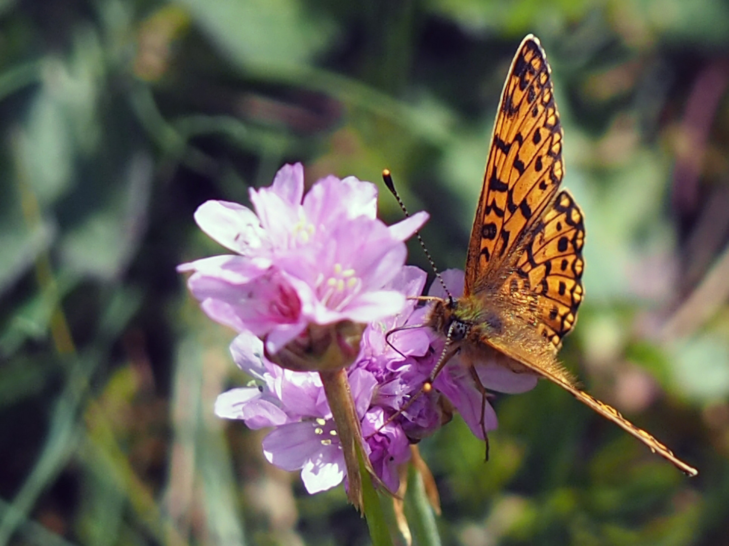 Braunfleckiger Perlmuttfalter (Bolaria selene)