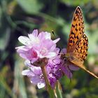 Braunfleckiger Perlmuttfalter (Bolaria selene)