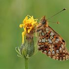 Braunfleckiger Perlmuttfalter (Boloria selene)