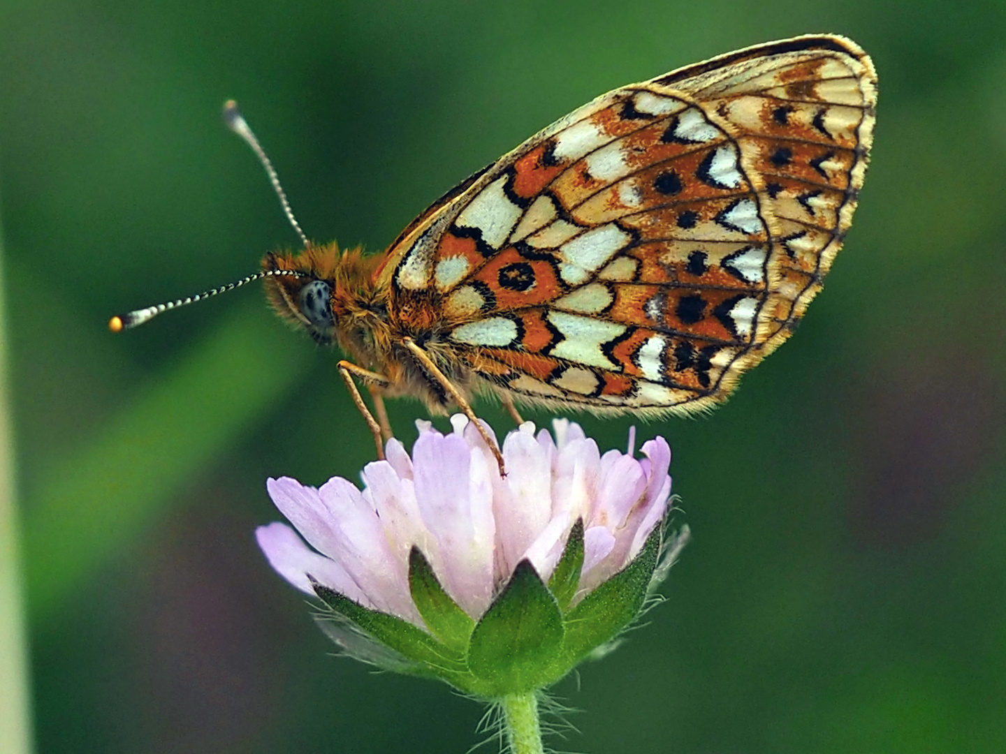 Braunfleckiger Perlmuttfalter (Boloria selene)