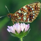 Braunfleckiger Perlmuttfalter (Boloria selene)