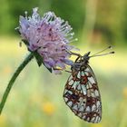 Braunfleckiger Perlmuttfalter (Boloria selene)