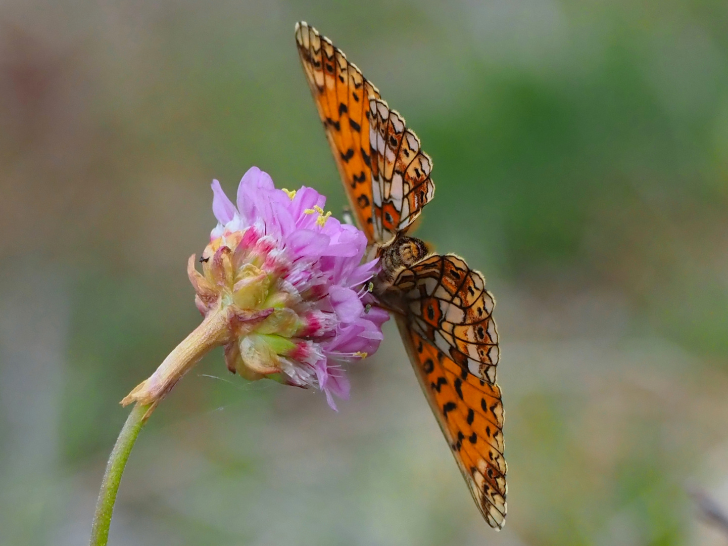 Braunfleckiger Perlmuttfalter (Boloria selene)