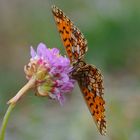 Braunfleckiger Perlmuttfalter (Boloria selene)