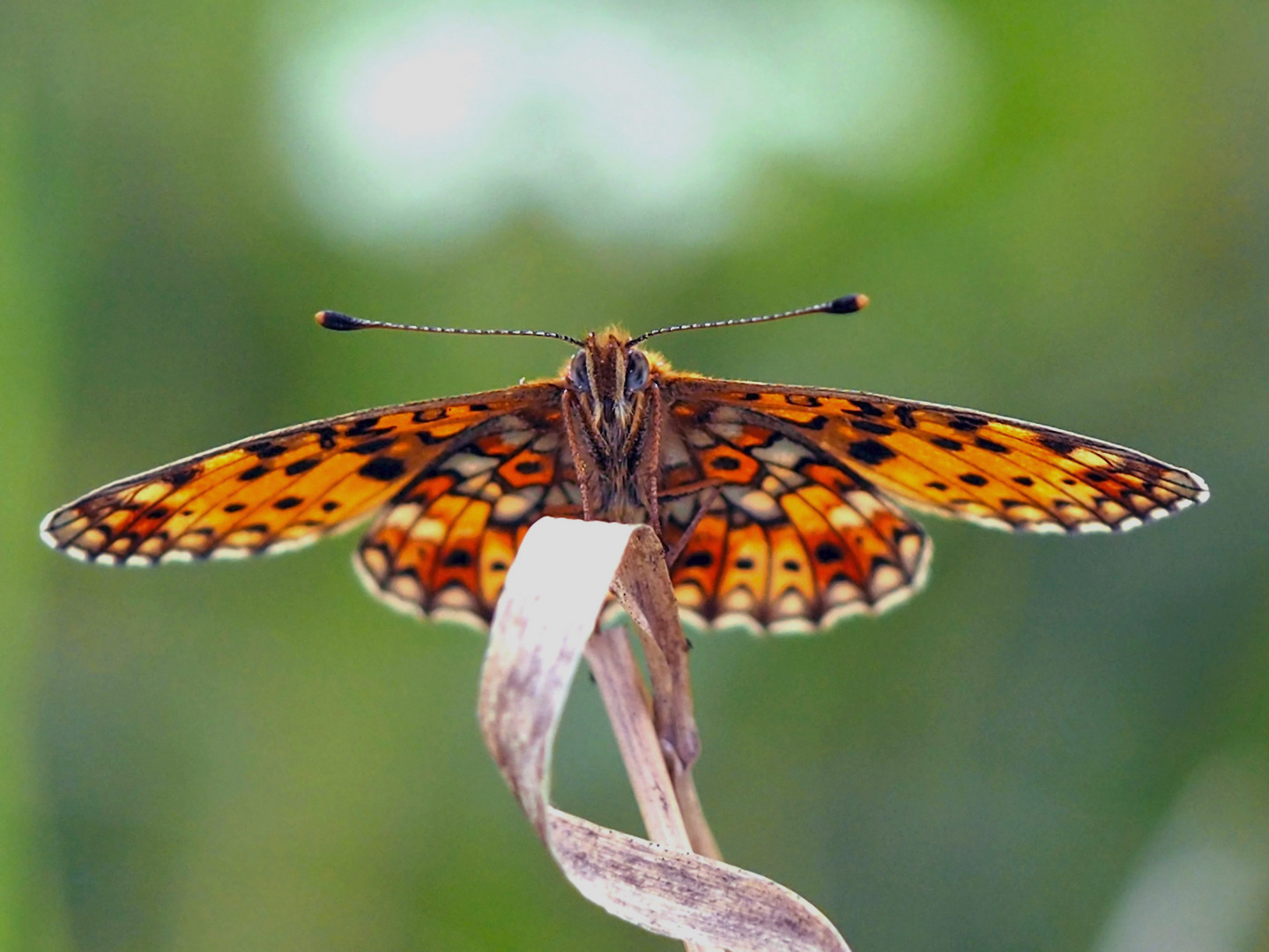 Braunfleckiger Perlmuttfalter (Boloria selene)