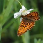 Braunfleckiger Perlmuttfalter (Boloria selene)