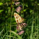 Braunfleckiger Perlmuttfalter (Boloria selene)