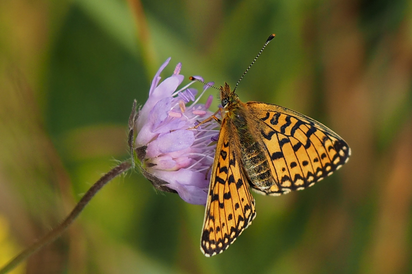 Braunfleckiger Perlmuttfalter (Boloria selene)