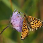 Braunfleckiger Perlmuttfalter (Boloria selene)