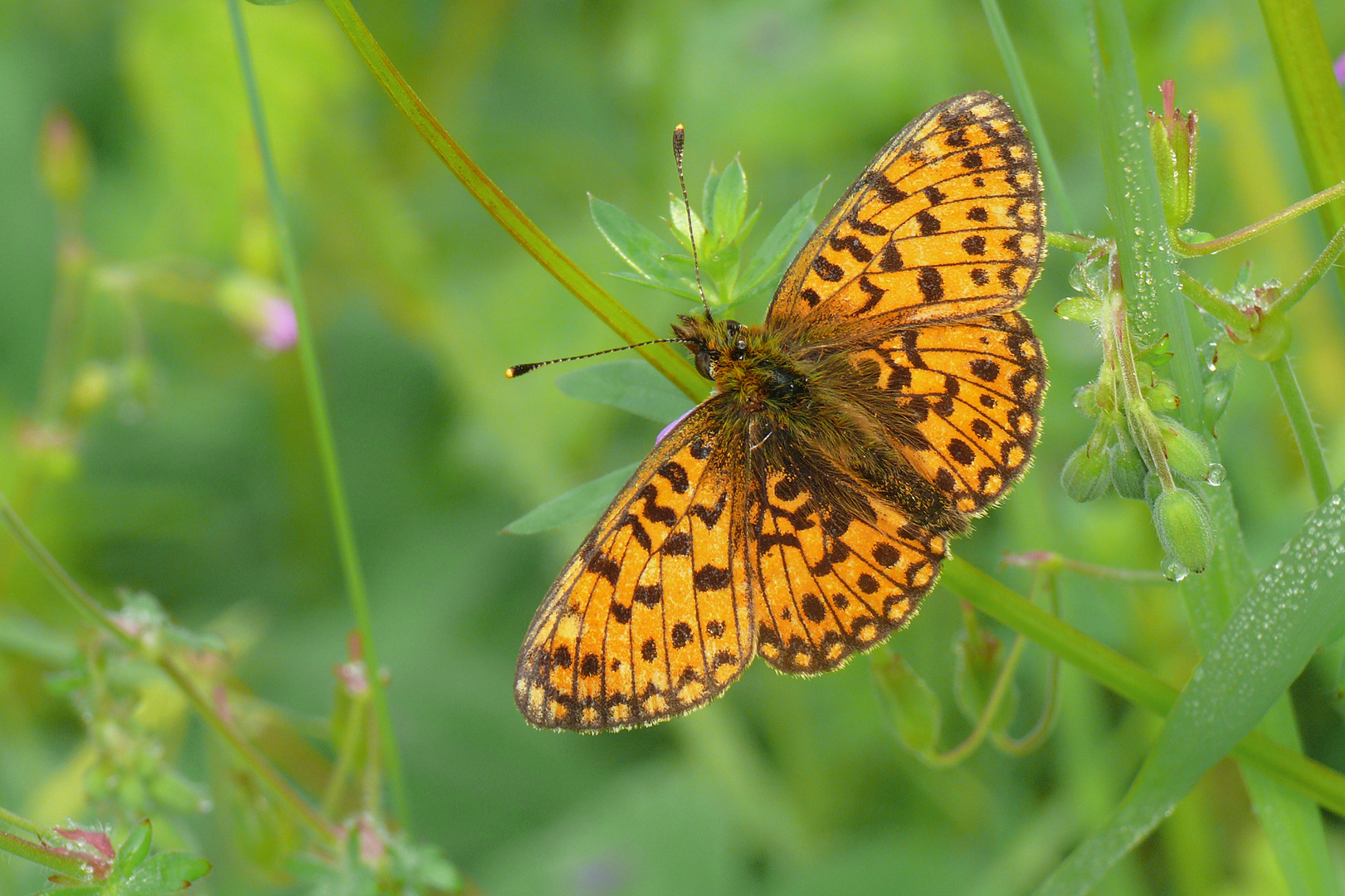 Braunfleckiger Perlmuttfalter (Boloria selene)